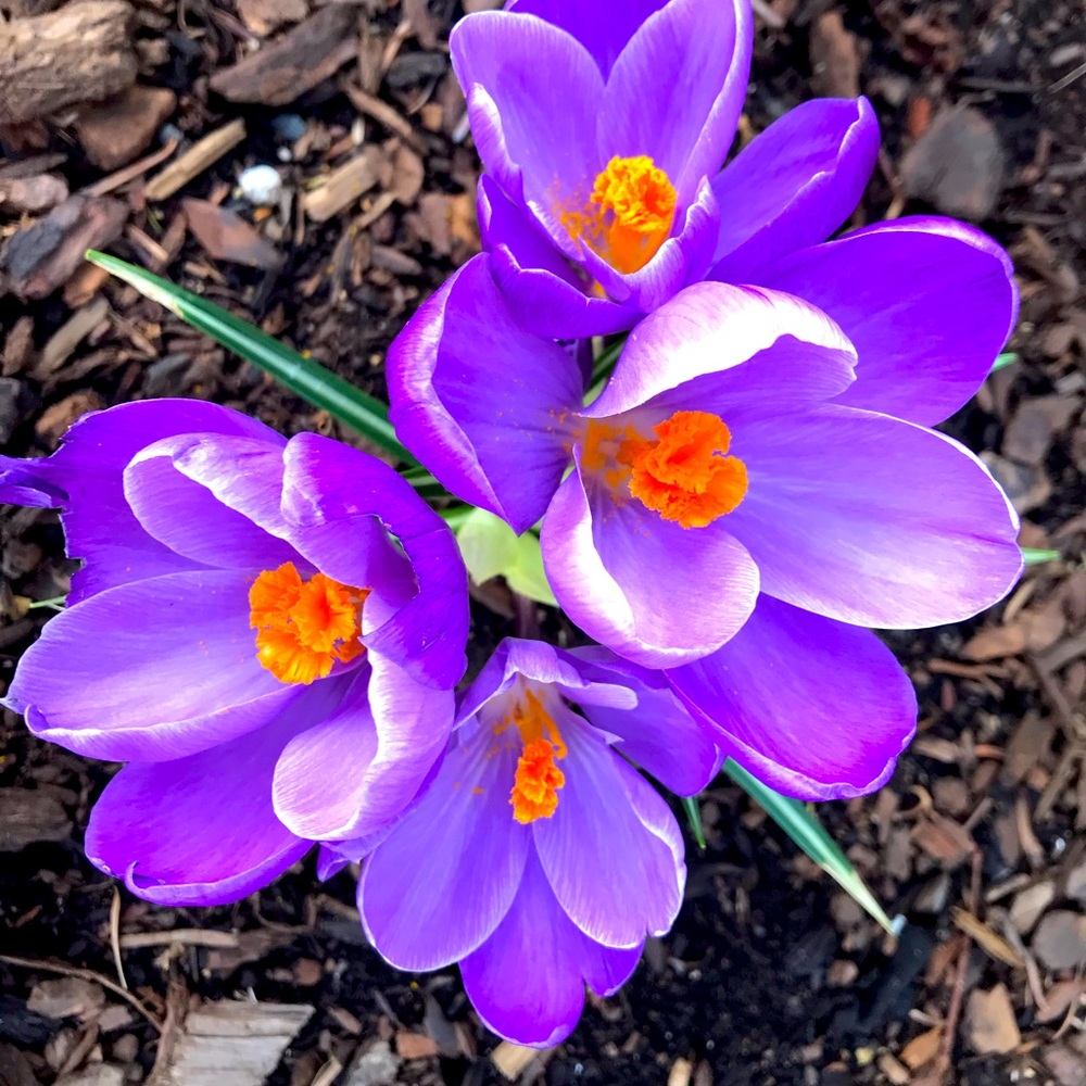 Meet your Posher, Kelsi